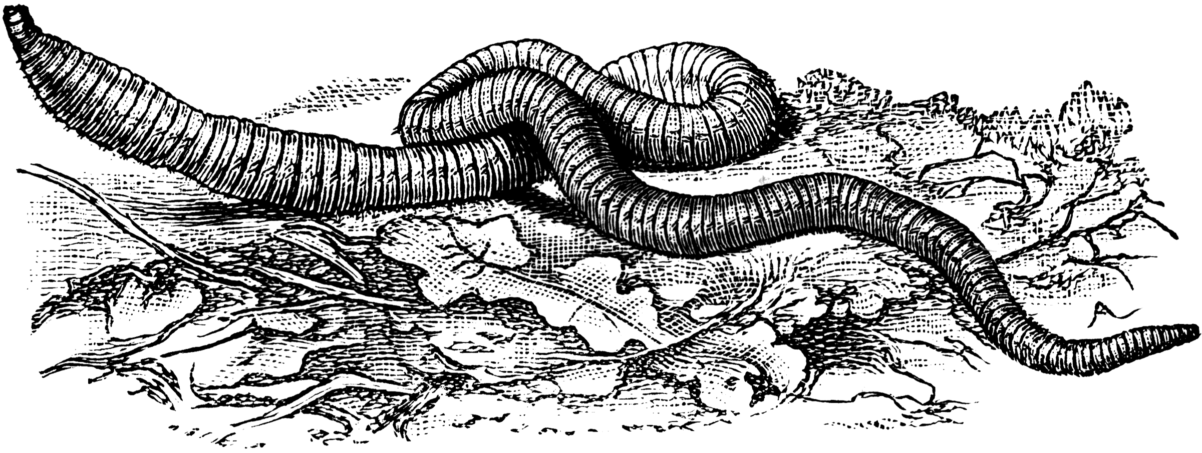 clipart earthworm - photo #16
