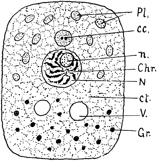 general cell structure
