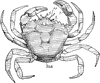 Shore Crab
