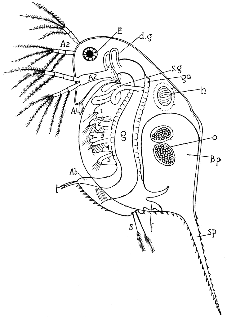 Daphnia | ClipArt ETC