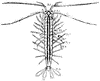 Anaspides