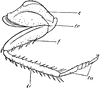 Cockroach Leg