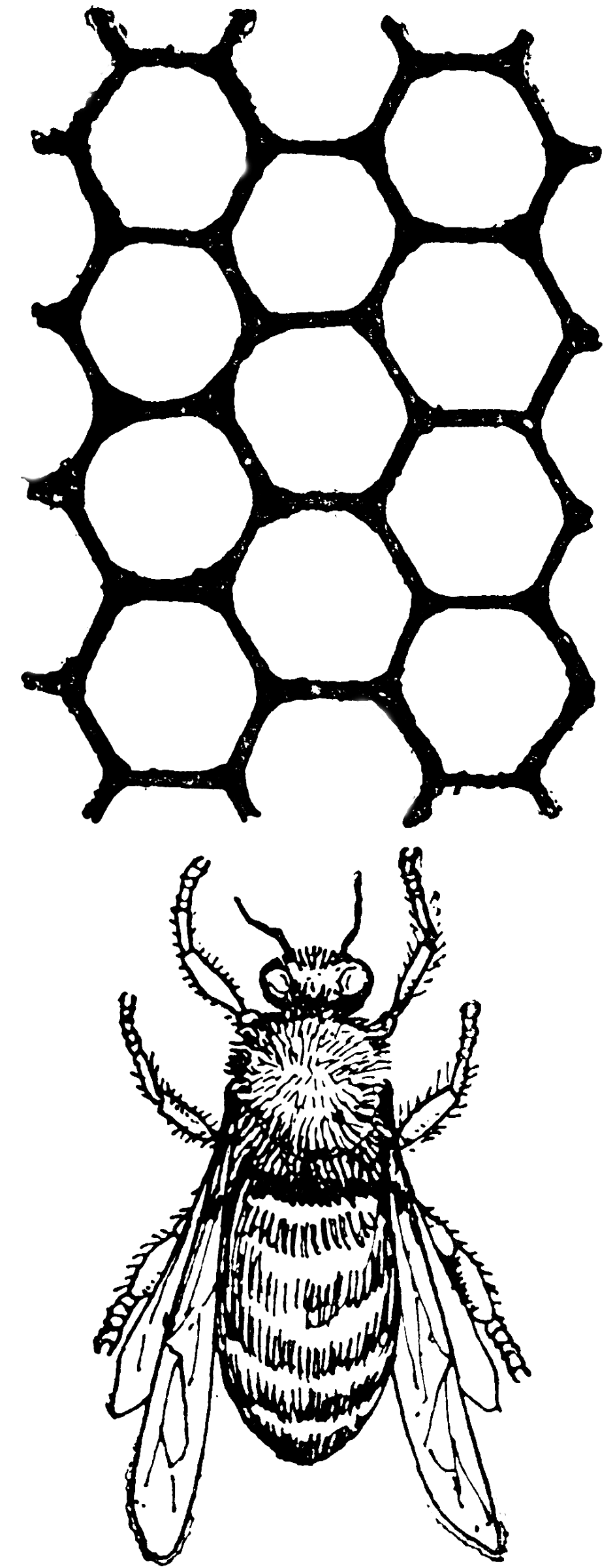 bee drone clipart - photo #4