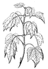 Buds