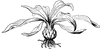 Lily Bulb