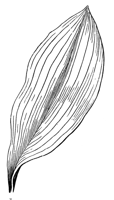Parallel-veined Leaf | ClipArt ETC