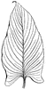 Parallel-veined Leaf