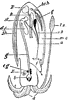 Cuttlefish Structure