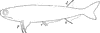 Acanthodes Sulcatus