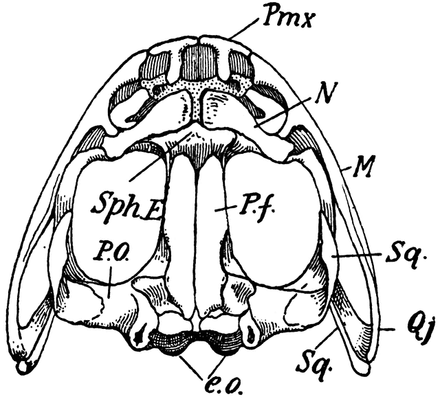 Upper Surface of Frog Skull | ClipArt ETC