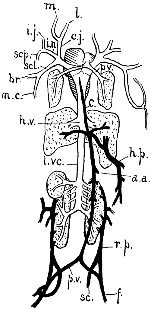 circulatory system of frog. circulatory system of frog. circulatory system of a frog.