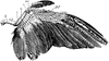 Dove Wing