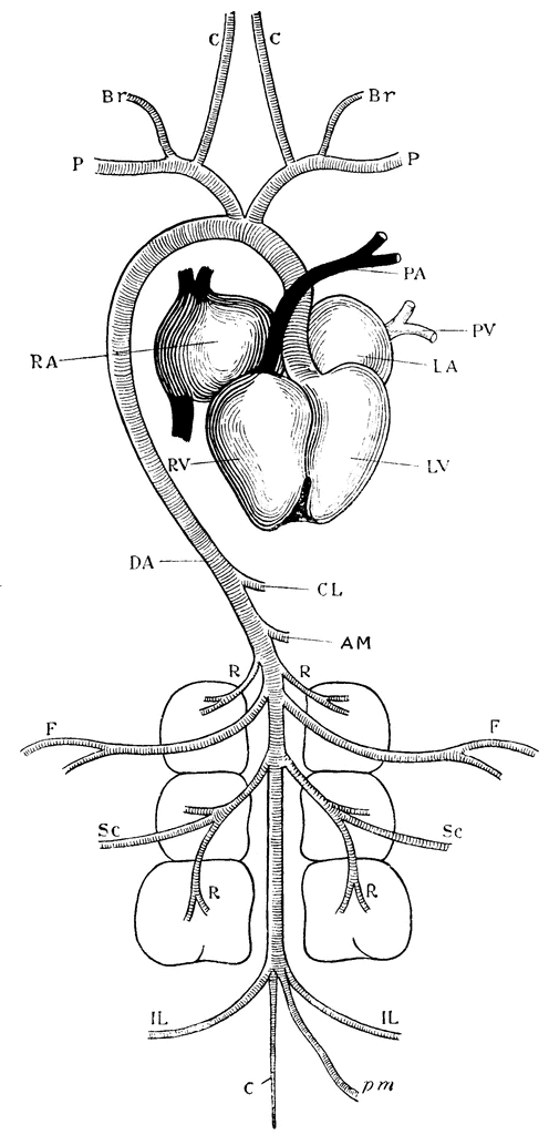 Pigeon Arterial System | ClipArt ETC