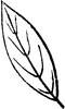 Elliptical Leaf