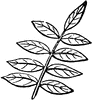 Pinnate