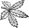 Digitate Leaf
