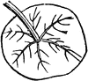 Peltate Leaf