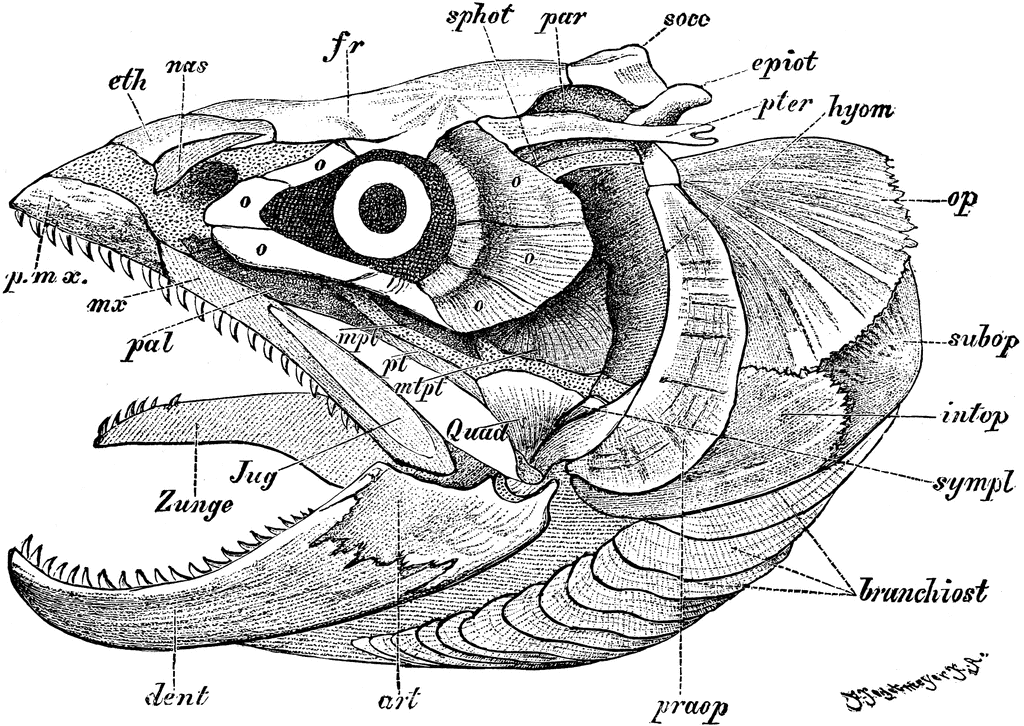 Fish Skull | ClipArt ETC