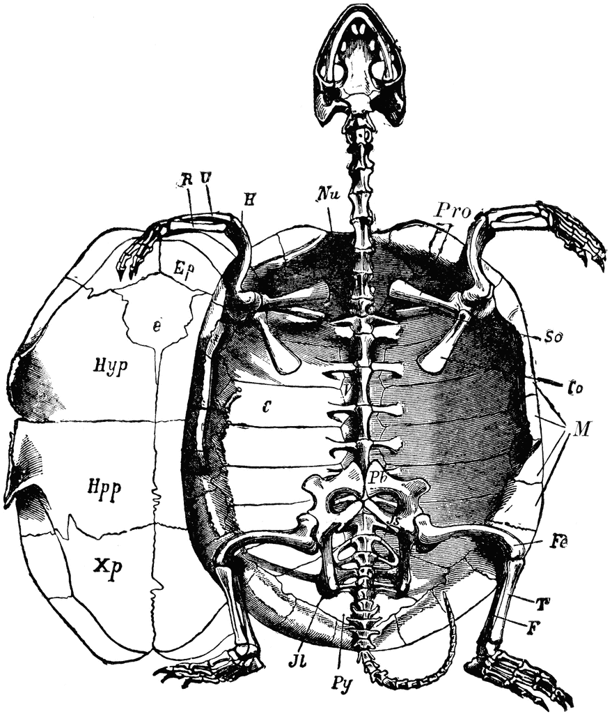 Marsh Turtle Skeleton | ClipArt ETC