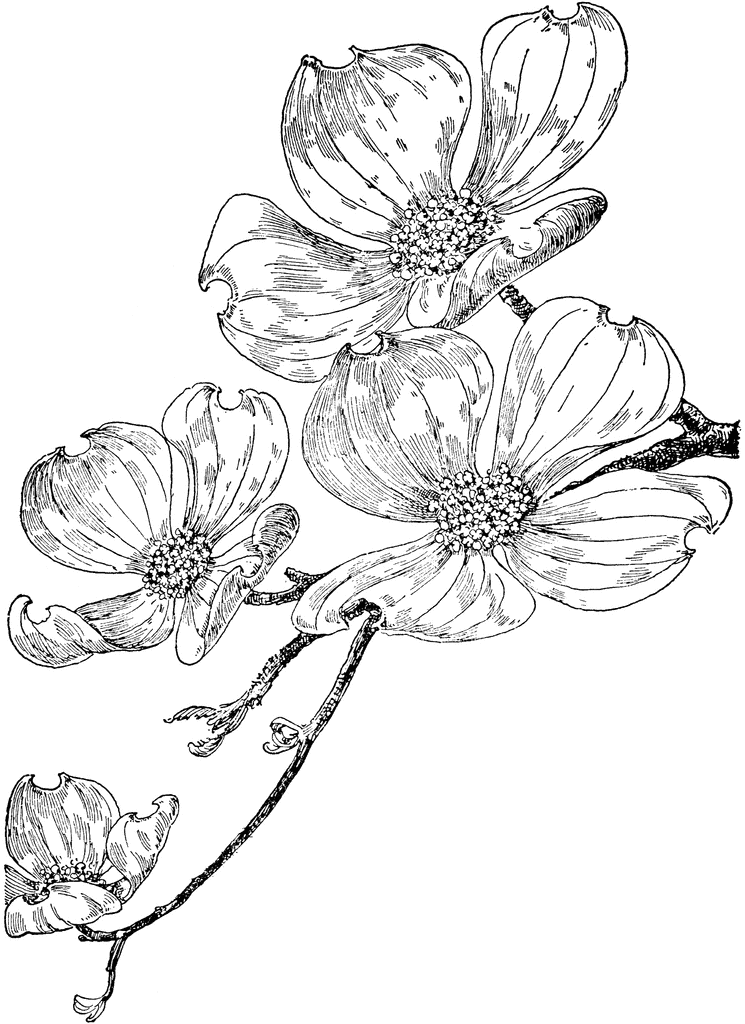dogwood flower coloring pages - photo #24