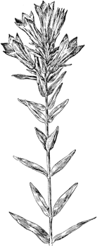 Downy Gentian