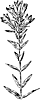 Downy Gentian