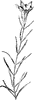 Gentian