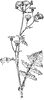 Sow Thistle