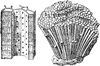 Common Devonian Coral