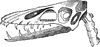 Pterodactyle Skull