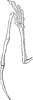 Pterodactyle Wing