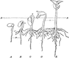 Bean Seed Stages