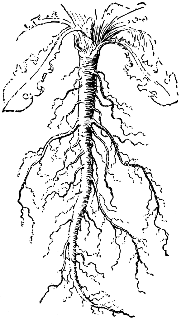 Taproot | ClipArt ETC