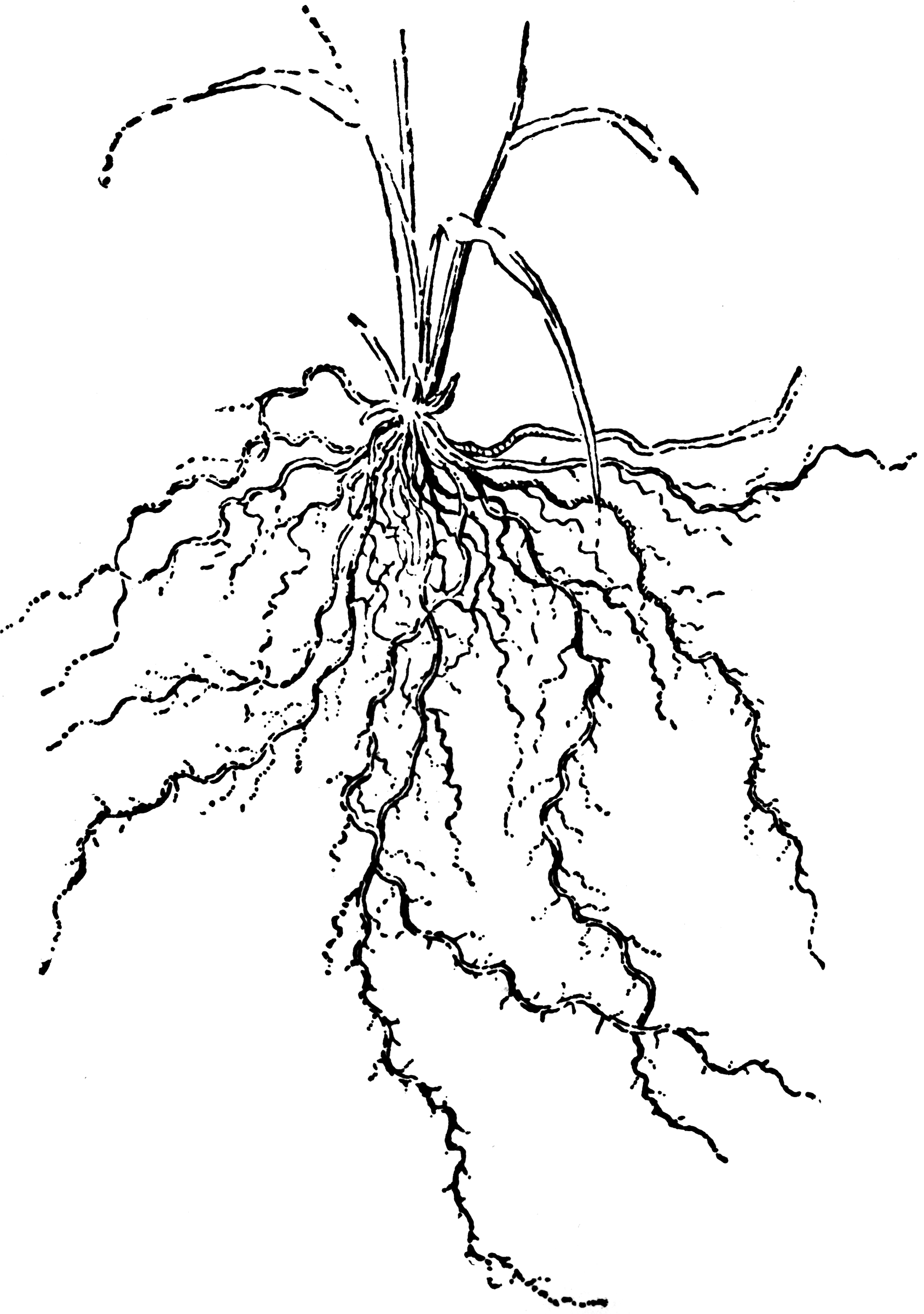 Fibrous Roots | ClipArt ETC