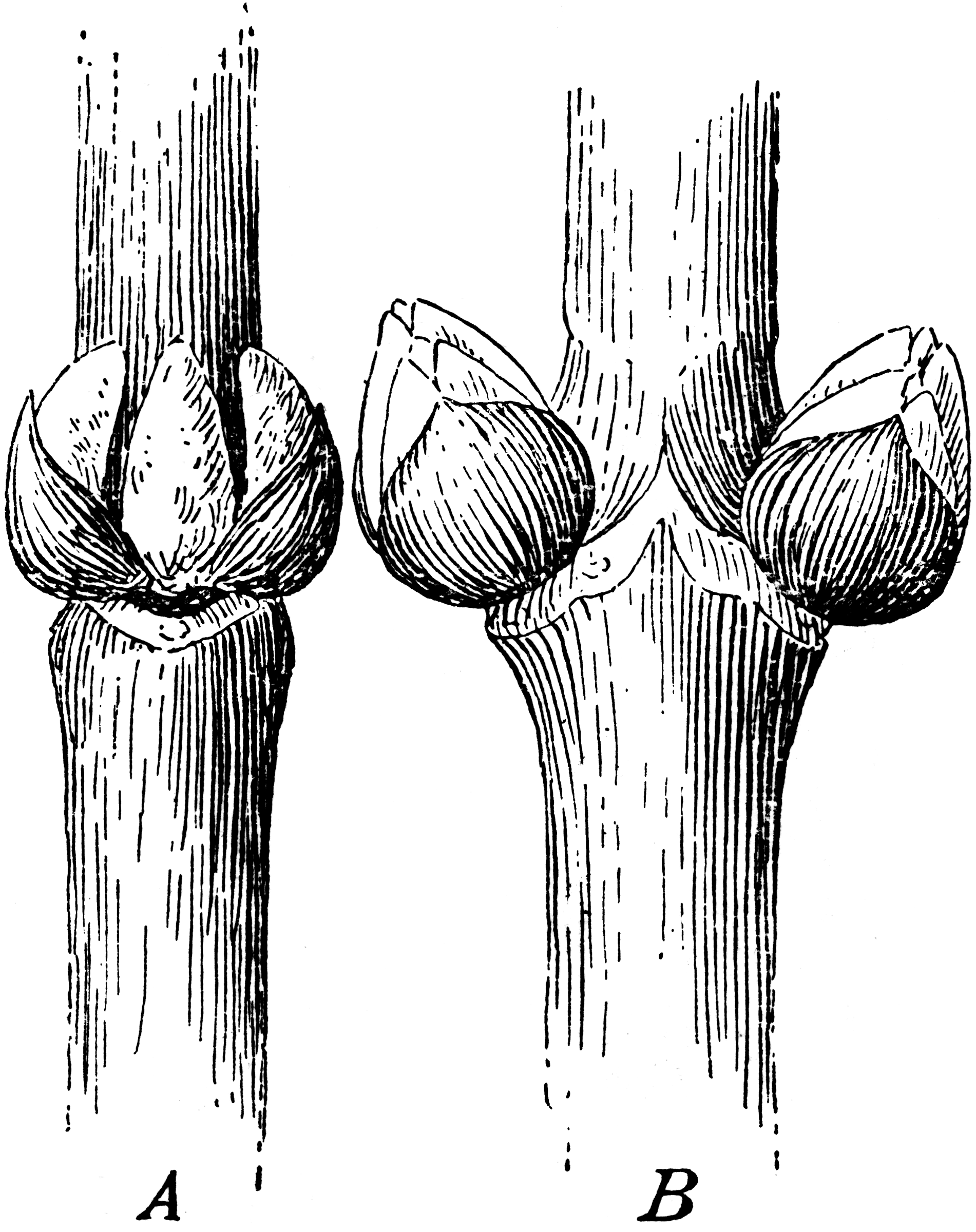 clipart tree buds - photo #10