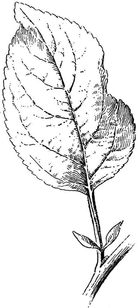 apple leaf clip art - photo #48