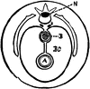 Diagram of the Body Plan