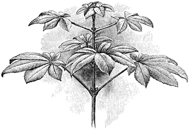 clip art buckeye leaf - photo #27