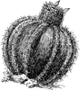 Melon Cactus