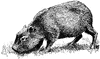 Capybara