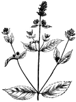 "The mint family of plants, of which the most important species are peppermint, spearmint and penny-royal, all contain an aromatic essential oil, possessing medicinal qualities." -Lupton