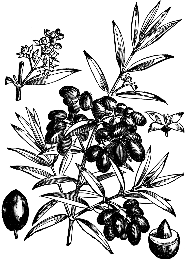 tree clipart images. The Olive Tree