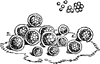 Protococcus Algae