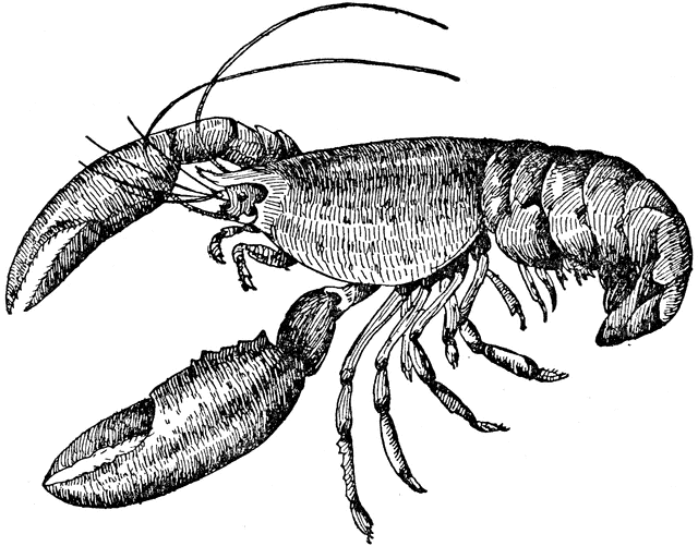 clipart lobster pictures - photo #49