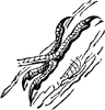 Foot of a Green Woodpecker