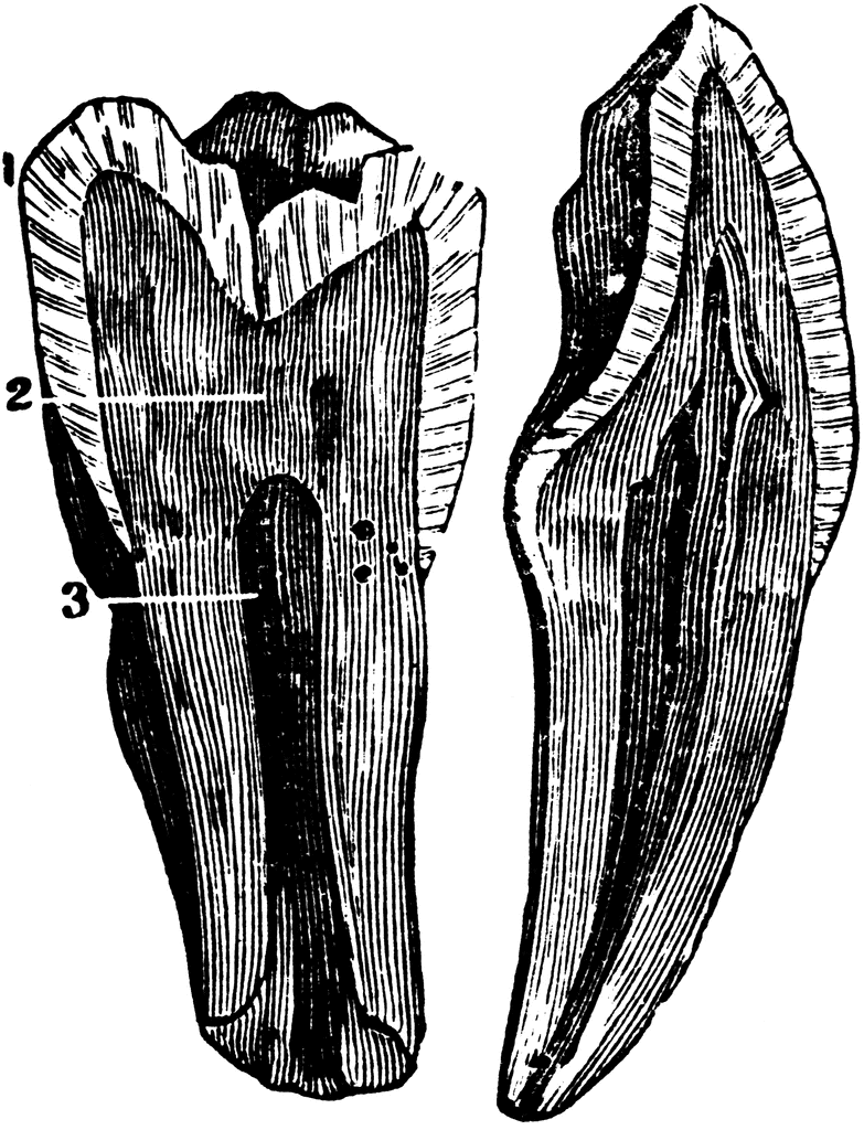 tooth clipart. The Structure of a Tooth