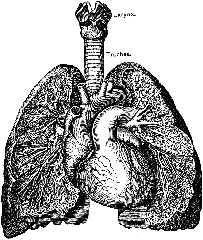 The Heart and Lungs | ClipArt ETC