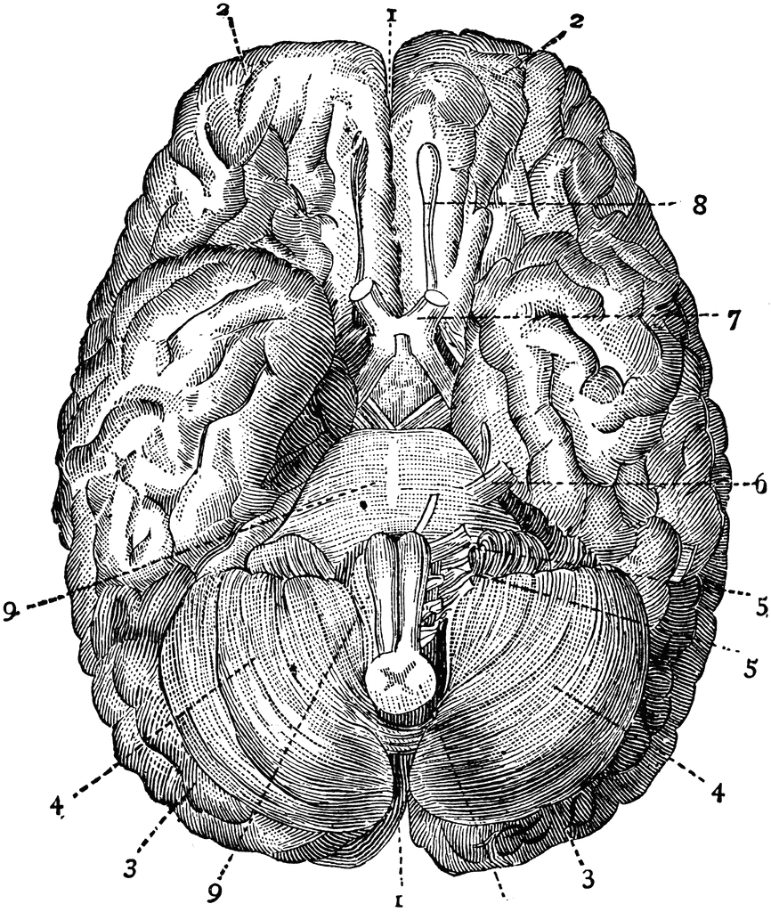 Brain Seen from Below | ClipArt ETC