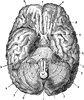 Brain Seen from Below