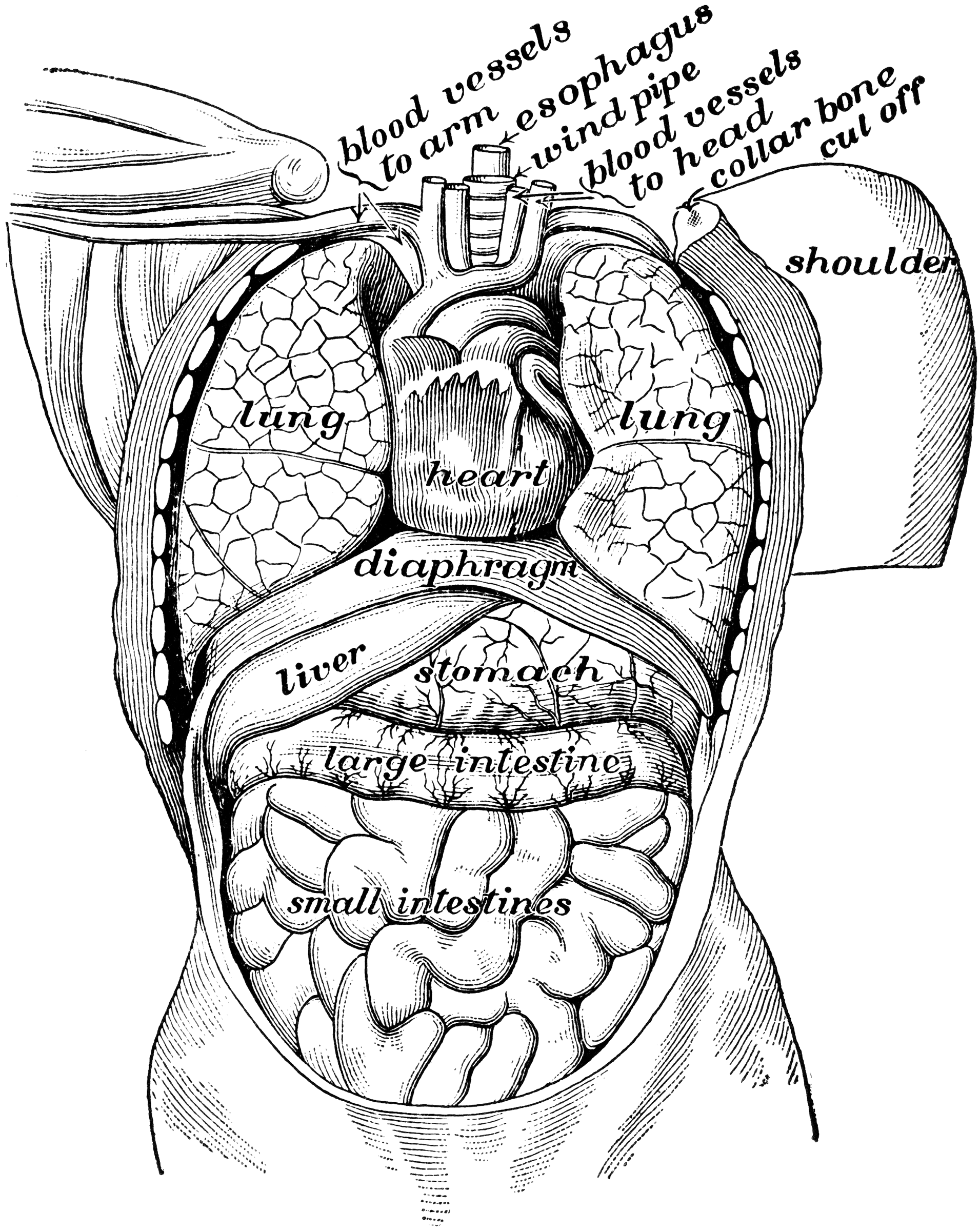 View of Organs from the Front | ClipArt ETC